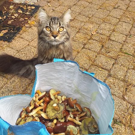 Willa Lesna Ostoja Nad Pilica Lechanice Zewnętrze zdjęcie