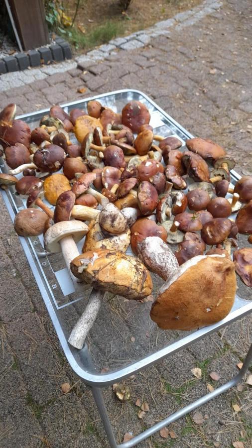 Willa Lesna Ostoja Nad Pilica Lechanice Zewnętrze zdjęcie