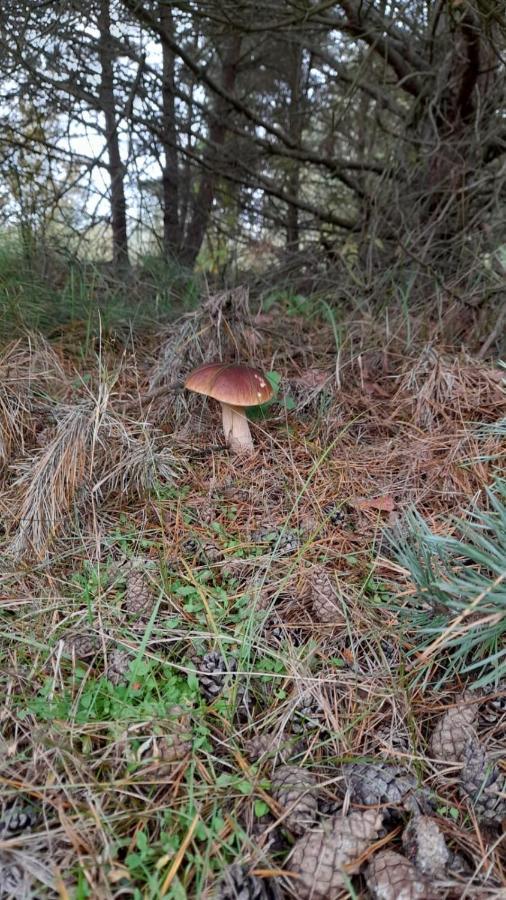 Willa Lesna Ostoja Nad Pilica Lechanice Zewnętrze zdjęcie